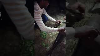 fish 🎣 🐟 hook fishing video vilr rahu.#fishing #music #song #viral #shortvideo #shorts #trending
