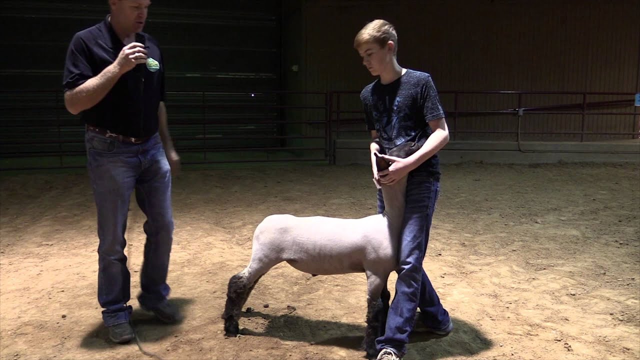 Sheep Series Showmanship YouTube