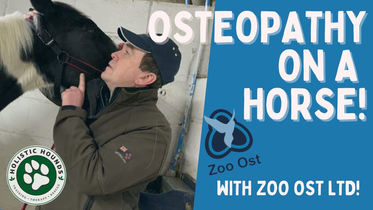 Horse and Dog Osteopathy with Tony Nevin - Zoo Ost Ltd!