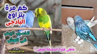 كام مرة يتزاوج البادجى لتخصيب البيض