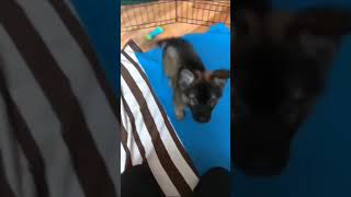 fotos de lobos ,🐺🐺✨✨