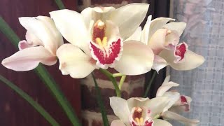 Surprise Plant Haul-Unboxing Garden Treasure!
