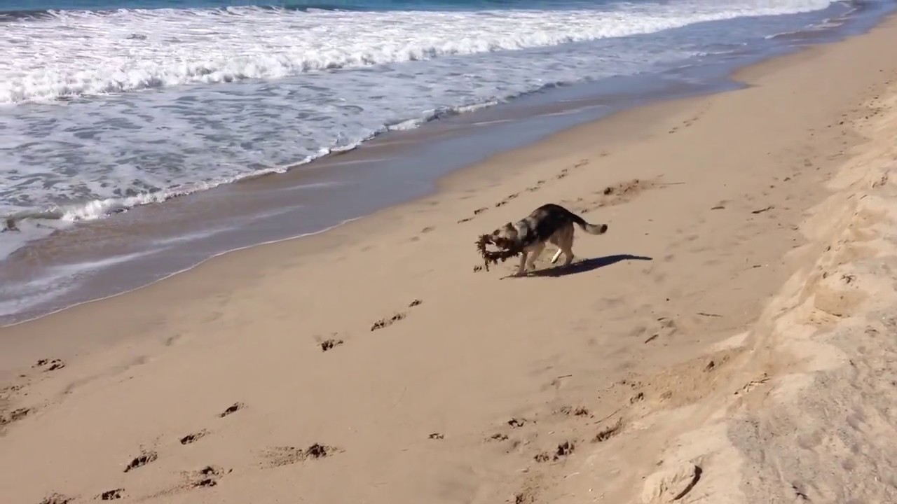 German Shepherd RAVAGES Pt. Hueneme Beach