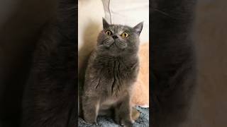 Funny Cats 😂 Episode 236 #Shorts