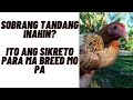 Ito Ang Sikreto Sa Matandang Inahin Para Mangitlog Pa!