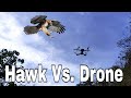 Drone close encounter with a hawk