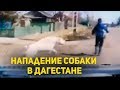 Дагестанец спас ребенка от разъяренного пса