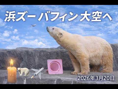 【浜松市動物園】ジェット音とともに――バフィン、大空へ✈️🐻‍❄️愛されたホッキョクグマ