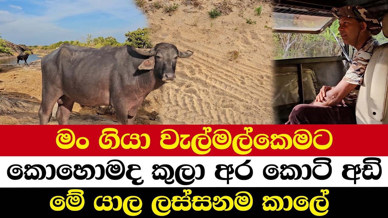 මං ගියා වැල්මල්කෙමට | කොහොමද කුලා අර කොටි අඩි | මේ යාල ලස්සනම කාලේ