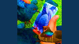 Download Lagu Sigeon Pex Download Lagu Sigeon Pex