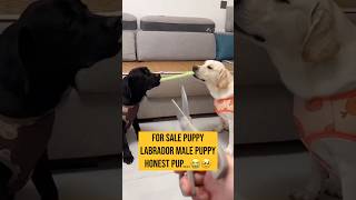 I am so sad 😭 my honest puppy for sale #puppy #love #pets #shorts #labrador 🥹😭🙏🏻