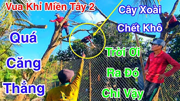Chấn Động Vua Khỉ Miền Tây 2 Cưa Cây Xoài Chết Khô Chuyện Bất Ngờ Khó Đỡ