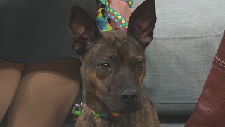 Second Chance Pets: Hazel