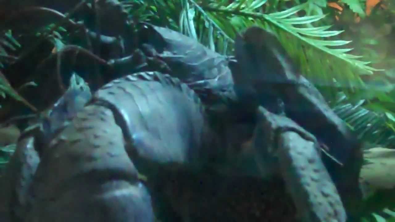 Coconut Crab Arrives for Claws Exhibit at SEA LIFE YouTube