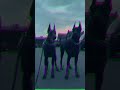 Dope doberman edit respect dope edit fyp