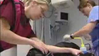 FInancial Help for Pets:  What Owners Can Do