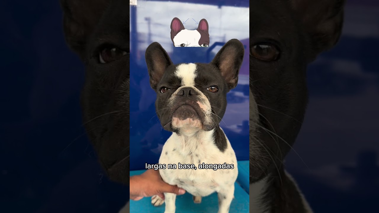 MEU BULDOGUE FRANCÊS É PADRÃO DA RAÇA?