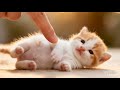 Cat laughing 😅😺 funny video #ai #shorts #youtubeshorts