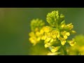 BARBAREA - ERBA DI SANTA BARBARA A MAGGIO