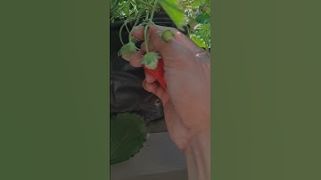 Strawberry Picking in Bali - Best Place and Experience | Pravasa