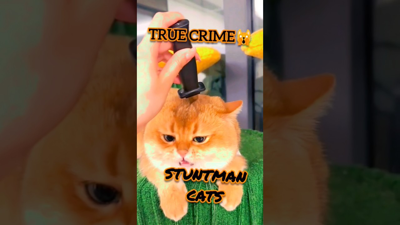 True Cat Crime