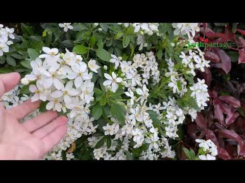 Vidéo : Oranger du mexique, Choisya : Découvrez cet arbuste très fleuri et parfumé