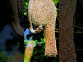 Unbelievable Footage: Snake vs. Weaver Bird Nest