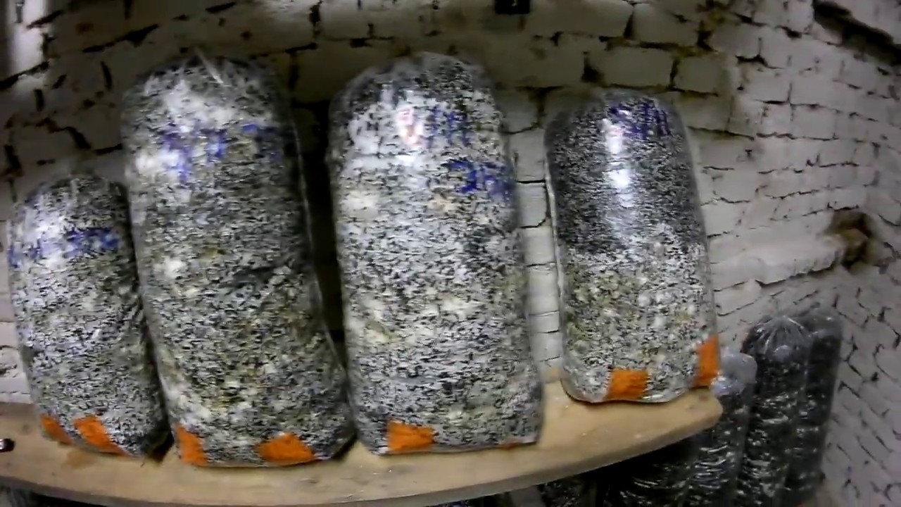 Вешенка в гараже - процесс инкубации