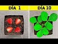 30 TRUCOS QUE DEBES SABER PARA TU JARDÍN