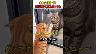 キレた茶トラ！望み通りに窓を開けると…　#猫 #ねこ #猫動画 #ネコのいる暮らし #ねこ好きさんと繋がりたい #面白い #驚き #カワイイ #shorts