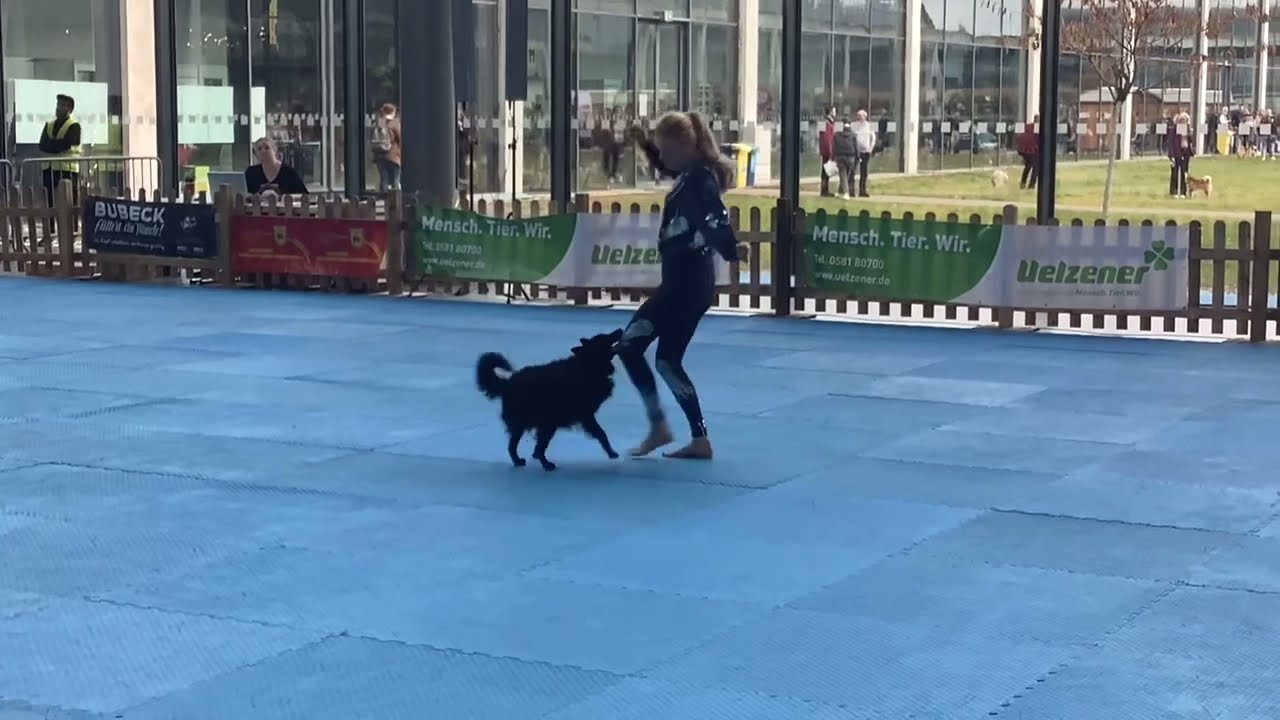 Anneliese gewinnt die Klasse HTM 2 DogDancing in Karlsruhe im Nov. 2025 (Messe tierisch gut) 