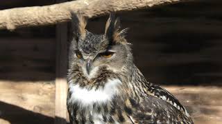 Eurasian Eagle Owl Axe Valley Wildlife Park 24Th March 2019