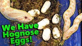 Our Albino Hognose Snake Laid Eggs!
