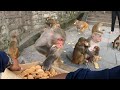 This is how monkeys fight to eat | Monkey like to eat biscuit and corn | feeding hungry monkey & dog