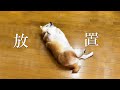 なでなで待ちの柴犬をしばらく放置してみた