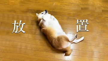 Download 柴犬 ラテアート Mp4 Mp3 Download 柴犬 ラテアート Mp4 Mp3