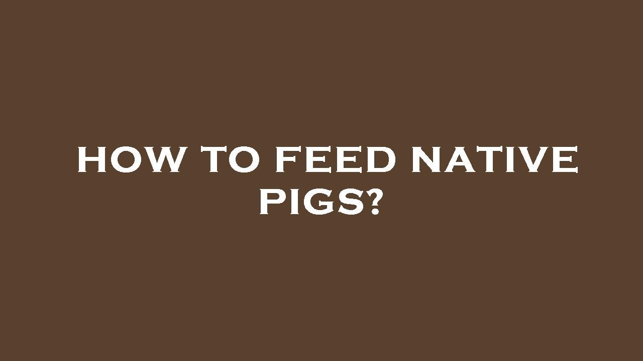 How To Feed Native Pigs YouTube How To Feed Native Pigs YouTube