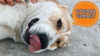 СОБАКА ЧИХАЕТ! СМЕШНОЙ МОМЕНТ! ПРИКОЛ СОБАКА ЧИХАЕТ! СМЕШНОЙ МОМЕНТ! ПРИКОЛ