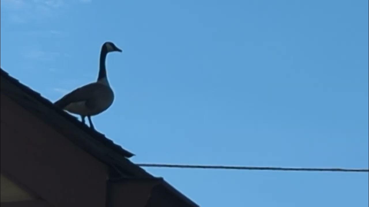GEESE MATING CALL HONK TALKING WITH EACHOTHER YouTube