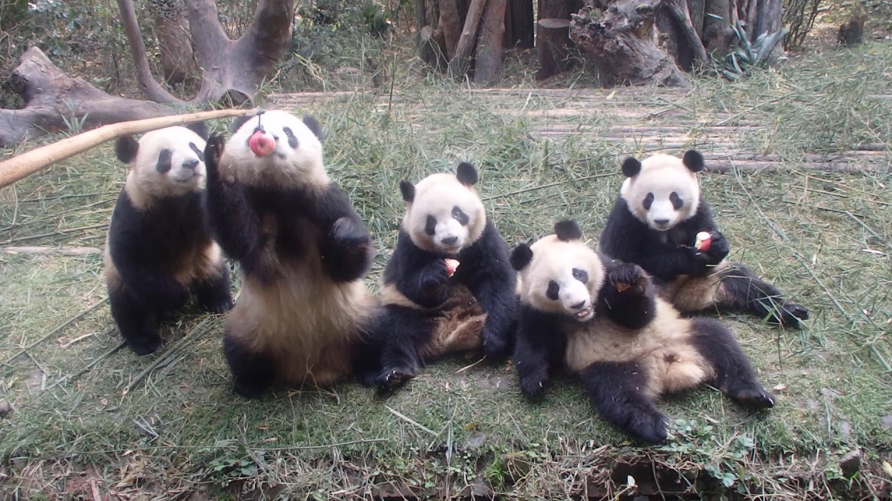 The 17 Class Chengdu Panda Base Dec 5 19 幼年1班パンダ釣り Youtube