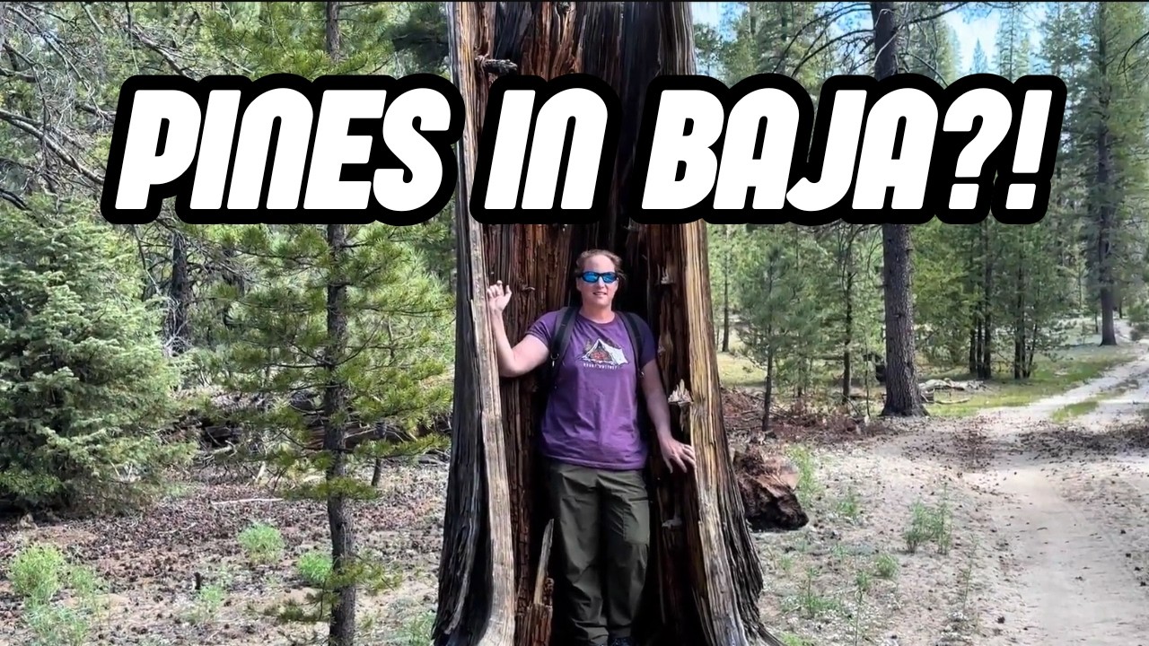 Epic Camping Experience by Picacho del Diablo: Baja's Highest Peak!