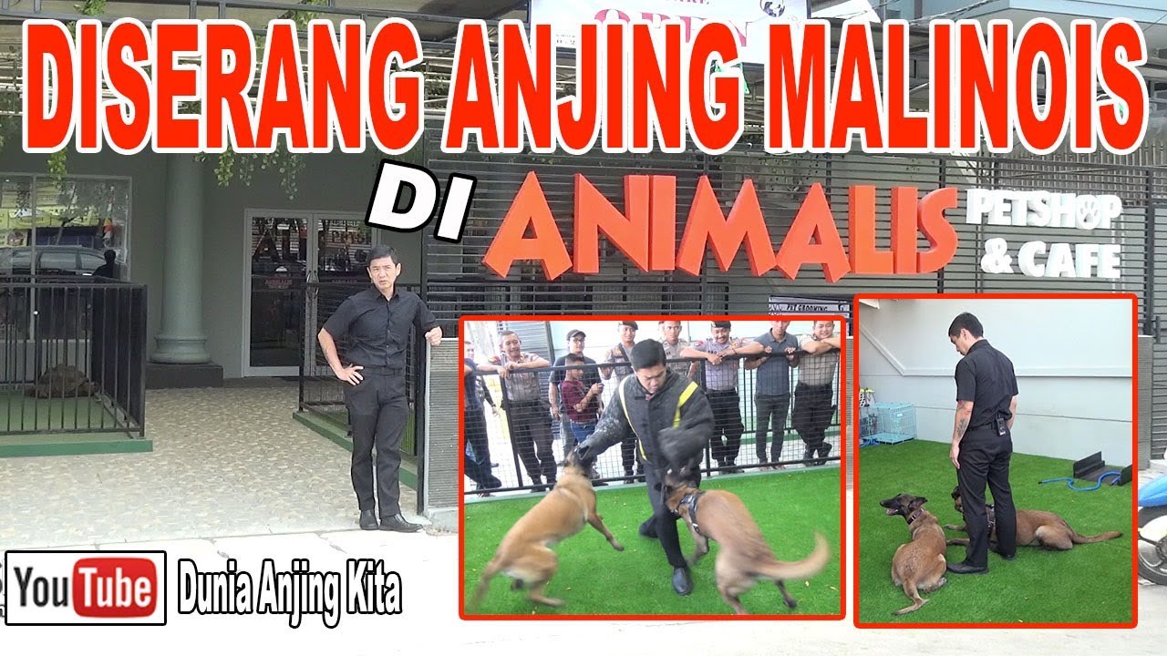 Seru Banget Digigit 2 Ekor Anjing Belgian Malinois Di Animalis Pet