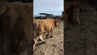 Llegaron los Bueyes Rubios Gallegos a Prado Alegre #buey #rubiagallega #ganaderia