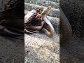 কাঁকড়ার কাছে পরাস্ত বিষধর কোবরা! 😱 | Venomous Cobra Defeated by a Crab!
