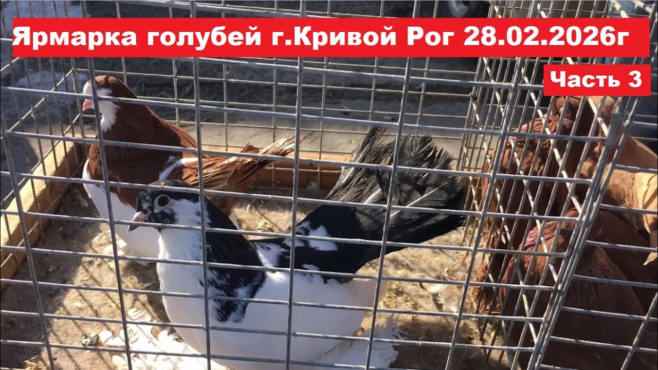 Ярмарка голубей и декоративных птиц г.Кривой Рог 28.02.2026. Часть 3