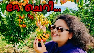 BEST Cherry Picking in Brentwood Chavez UPick Cherries