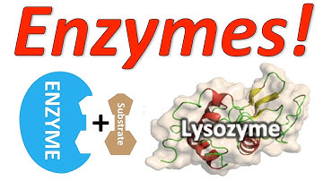Enzymes: Mr. W