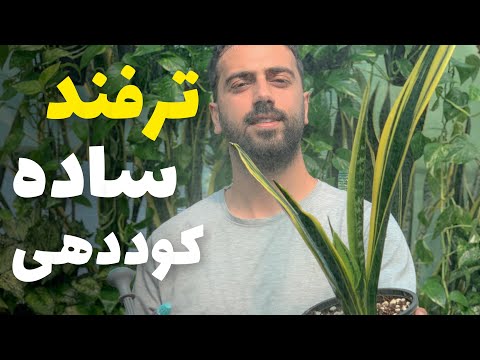 تصویری: نحوه کاشت درخت مورینگا: 14 مرحله (همراه با تصاویر)