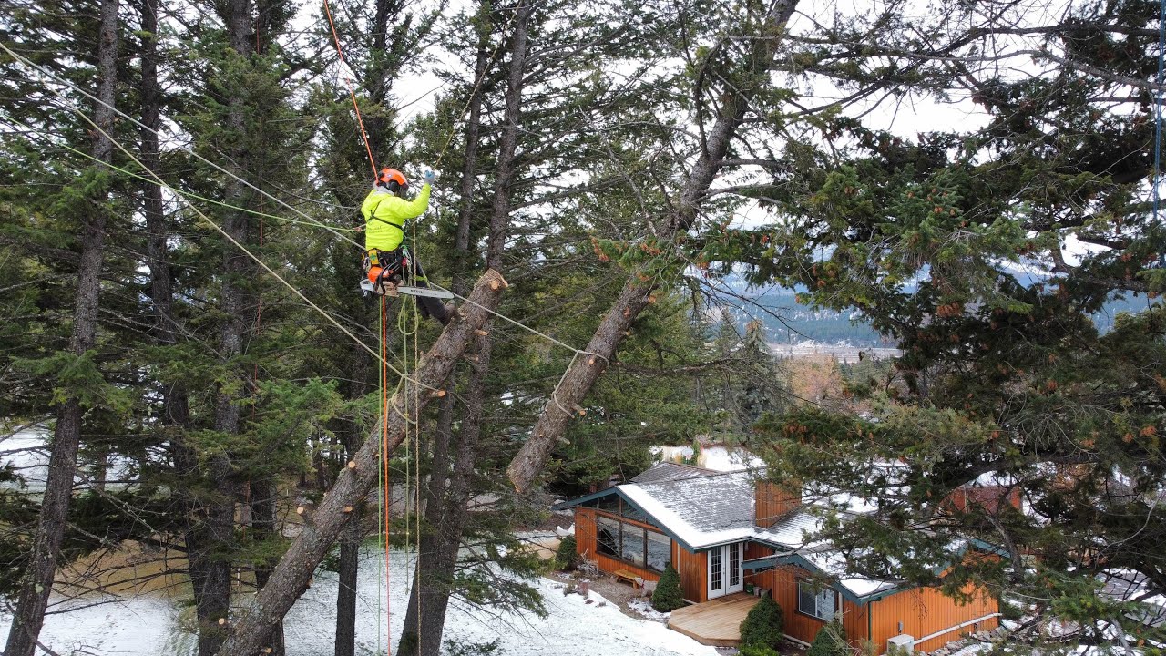 Technical Tree Removal - YouTube