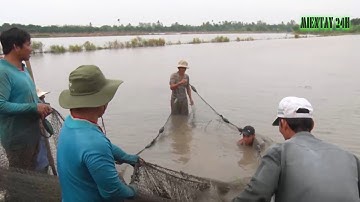Nuôi cá mùa nước nổi tại Miền Tây - Nhà nông làm giàu I Miền Tây 24h